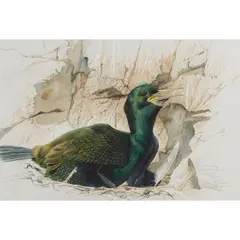 Keith Brockie, BROODING SHAG, ISLE OF MAY, 1998, watercolour and pencil