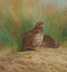 Archibald Thorburn, PARTRIDGE, watercolour