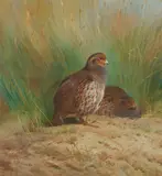 Archibald Thorburn, PARTRIDGE