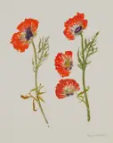 Elizabeth Blackadder, POPPY STUDY, 2011, Screenprint, P/P, aside from the edition of 80