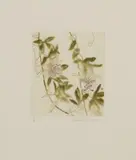 Elizabeth Blackadder, PASSION FLOWER, Etching with aquatint, 38/50