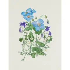 Elspeth Harrigan, ANEMONES, AQUILEGIA AND MICHAELMAS DAISIES, watercolour