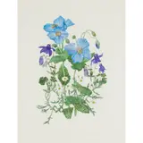 Elspeth Harrigan, ANEMONES, AQUILEGIA AND MICHAELMAS DAISIES, watercolour