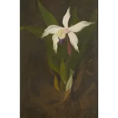 WHITE ORCHID by Stuart Park, oil on canvas, sold Jun 2022