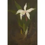 Stuart Park, WHITE ORCHID