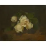 Stuart Park, MARÉCHAL NIEL ROSES