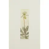 Elizabeth Blackadder, ORCHID, Etching and aquatint, 26/60