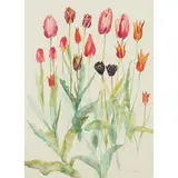 Jenny Matthews, ROSCULLEN TULIPS, watercolour