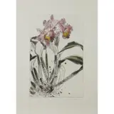 Elizabeth Blackadder, ORCHID