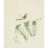 Sidney Nolan, HUMMINGBIRD, Lithograph, 3/100