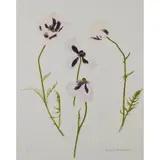 Elizabeth Blackadder, FOUR POPPIES, 2011, Screenprint, P/P, aside from the edition of 80