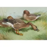Archibald Thorburn, BEAN GOOSE AND PINK-FOOTED GOOSE