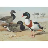 Archibald Thorburn, BRENT GOOSE AND COMMON SHELD DUCK