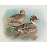Archibald Thorburn, PIN-TAIL
