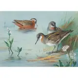 Archibald Thorburn, GREY AND RED-NECKED PHALAROPES