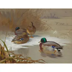 Archibald Thorburn, MALLARDS BY A POND IN WINTER, watercolour on buff paper