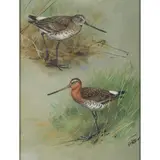 George Edward Lodge, BLACK-TAILED GODWIT