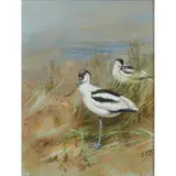 George Edward Lodge, AVOCET IN MARSHLAND