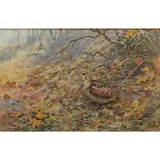 George Edward Lodge, WOODCOCK IN UNDERGROWTH