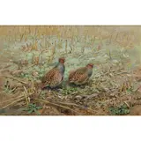 George Edward Lodge, PARTRIDGE IN STUBBLE