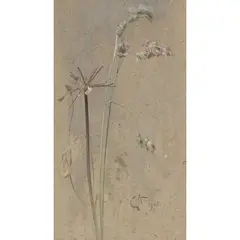 Edwin John Alexander, COCKSFOOT GRASS, watercolour on buff hand-made paper