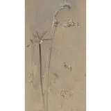 Edwin John Alexander, COCKSFOOT GRASS, watercolour on buff hand-made paper
