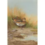 Archibald Thorburn, SNIPE AT THE WATER'S EDGE