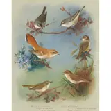 Archibald Thorburn, THE WARBLERS