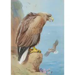 WHITE-TAILED EAGLE by Archibald Thorburn, watercolour, sold Dec 2021
