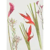 Elizabeth Blackadder, HELICONIA AND GINGER