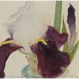 Elizabeth Blackadder, IRIS, 1997