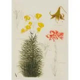 Elizabeth Blackadder, LILIUM, Etching and aquatint, Printer's Proof