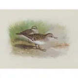 Archibald Thorburn, AMERICAN STINT