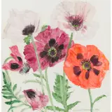 Elizabeth Blackadder, ORIENTAL POPPIES, pencil and watercolour