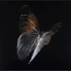 Alexander Robertson James, CALIGO EURILOCHUS (4489), chromogenic print, flush-mounted on aluminium