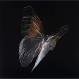 Alexander Robertson James, CALIGO EURILOCHUS (4489), chromogenic print, flush-mounted on aluminium