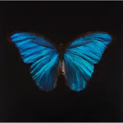 Alexander Robertson James, MORPHO AMATHONTE, chromogenic print, flush-mounted on aluminium