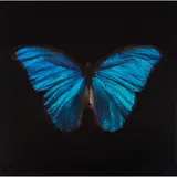 Alexander Robertson James, MORPHO AMATHONTE, chromogenic print, flush-mounted on aluminium
