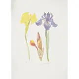 Elizabeth Blackadder, IRISES, Colour lithograph, 50/50