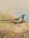 Archibald Thorburn, A GREY WAGTAIL