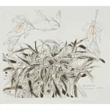 Elizabeth Blackadder, ORCHIDACEAE COELOGYNE CRISTATA