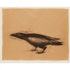 Nicola Hicks, UNTITLED (CROW 2), 1999, Charcoal on brown paper