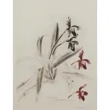 Elizabeth Blackadder, PAPHIOPEDILUM  INSIGNE MAUDIAE COLOURATUM
