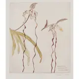 Elizabeth Blackadder, ORCHIDACEAE PAPHIOPEDILUM SANDERIANUM
