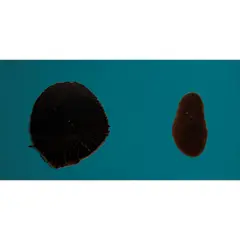 Nicholas May, UNTITLED, 1989, mixed media on canvas
