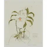 Elizabeth Blackadder, ORCHIDACEAE PENDROBIUM 'FIRE CORAL'