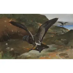 Allen W. Seaby, LEACH'S STORM-PETREL, mixed media on linen