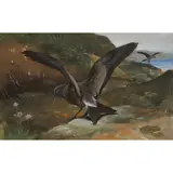 Allen W. Seaby, LEACH'S STORM-PETREL, mixed media on linen