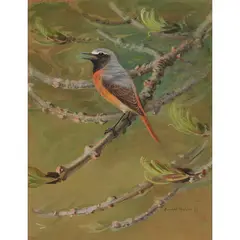 Donald Watson, COCK REDSTART, watercolour