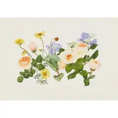 Elspeth Harrigan, FLORAL STUDY, watercolour